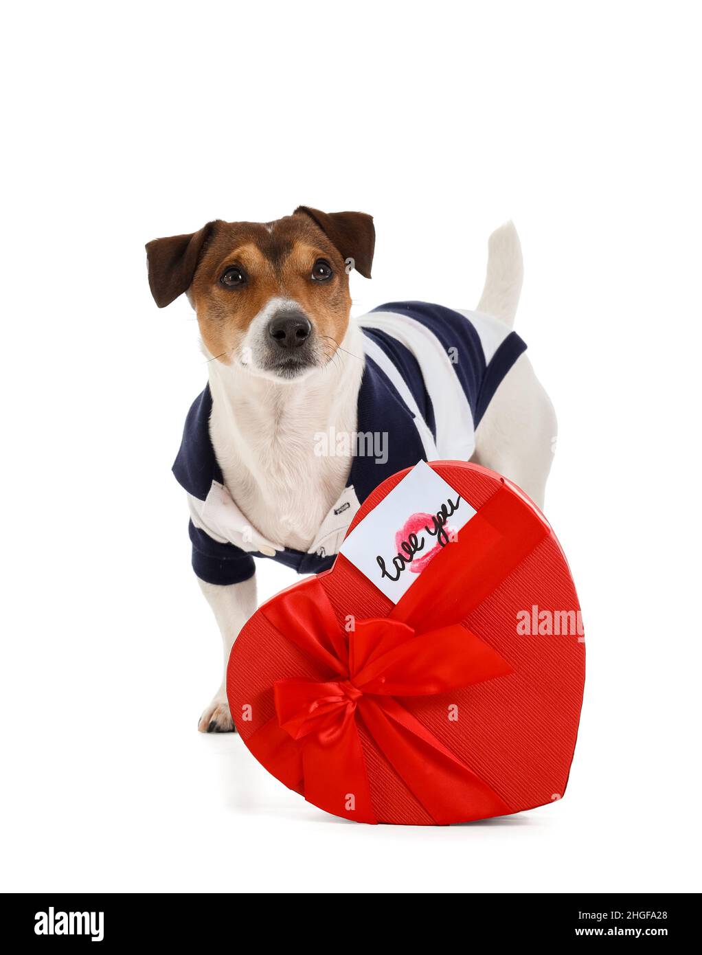 Jack Russel terrier con caja de regalo sobre fondo blanco. Celebración del  día de San Valentín Fotografía de stock - Alamy