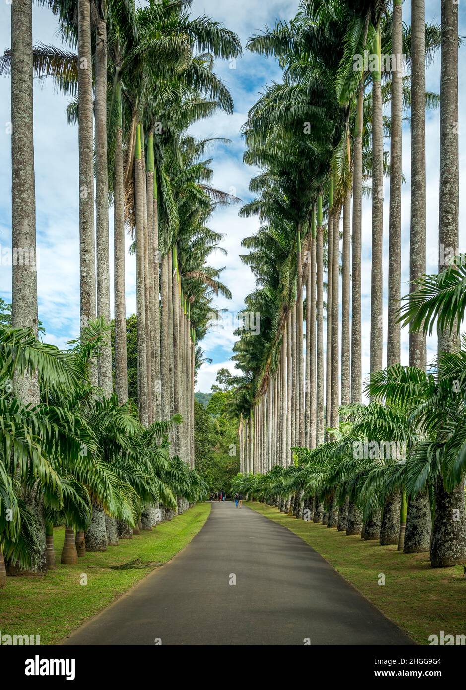 La Avenida de la Palma de la col, los Jardines Botánicos de Kandy, Sri Lanka Foto de stock