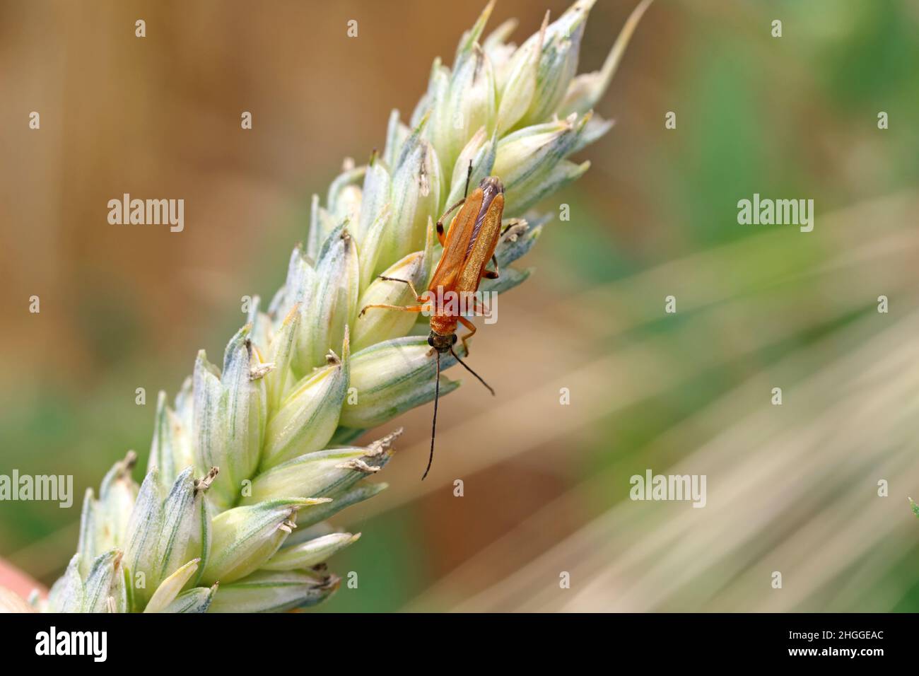 Escarabajo de la familia Oedemeridae conocido comúnmente como escarabajos falsos en tallos de trigo. Foto de stock
