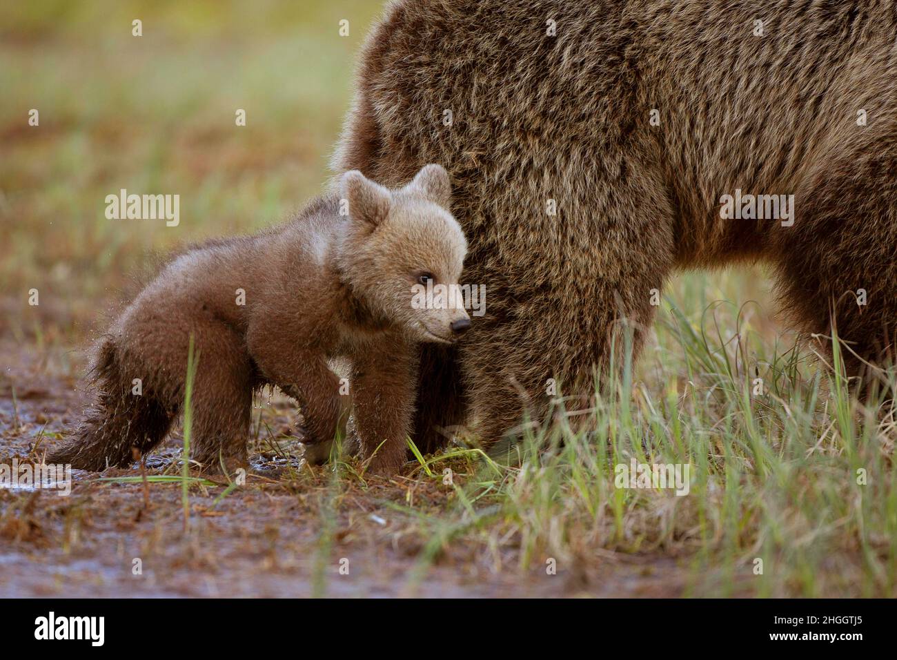 Oso marrón europeo (Ursus arctos arctos), cub de oso marrón con bega en la hierba, Finlandia, Kuusamo, Kuhmo Foto de stock