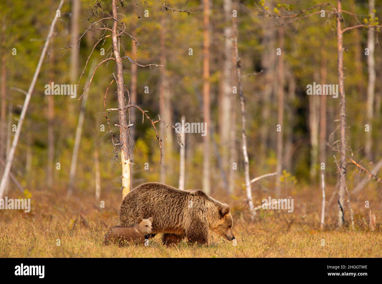 Oso marrón europeo (Ursus arctos arctos), cachorro de oso pardo con bega en el borde del bosque, Finlandia, Kuusamo, Kuhmo Foto de stock