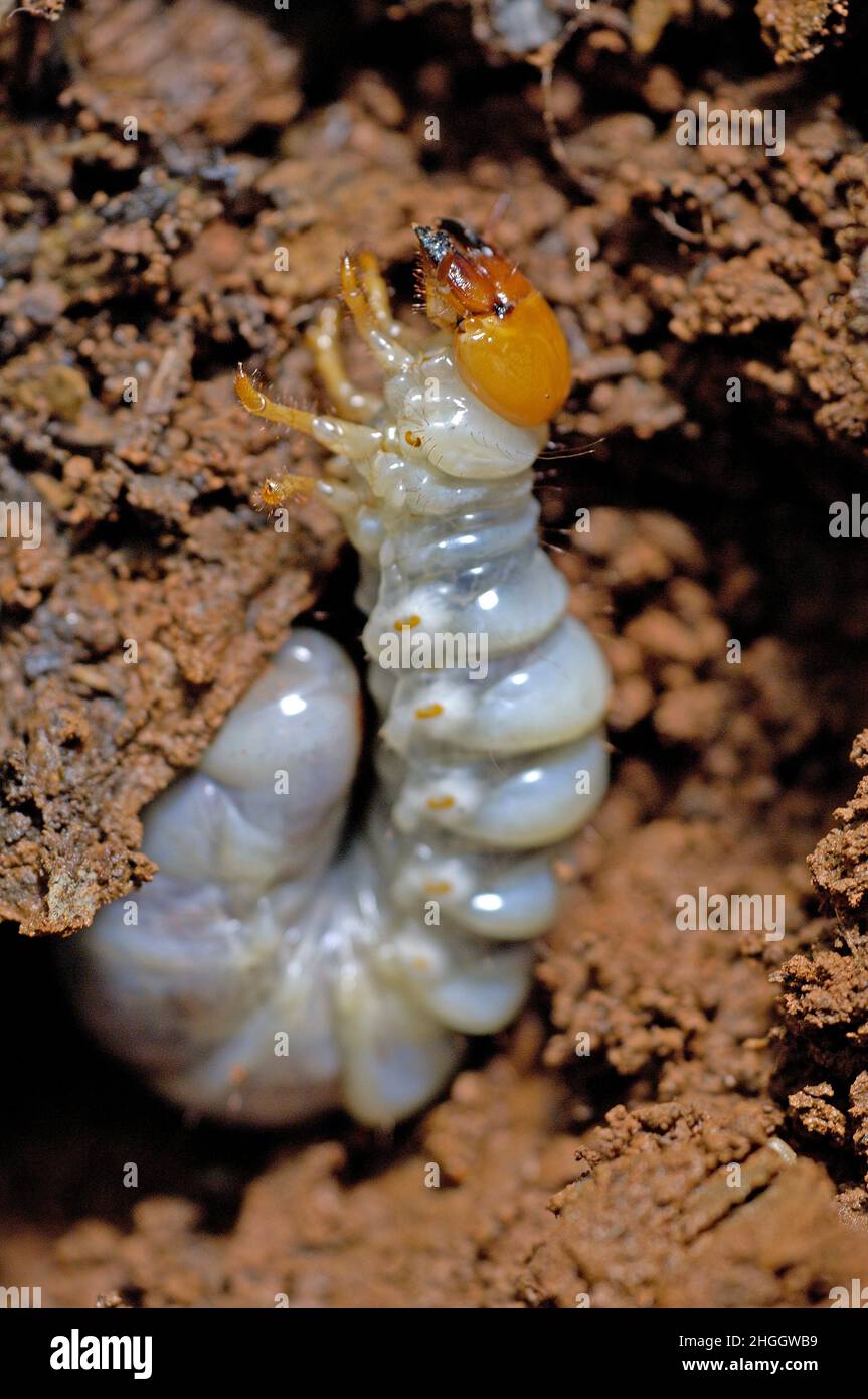 Escarabajo de escarabajo, escarabajo de Lamellicorn, escarabajo de Ddung, Chafer (Scarabaeidae), larva de un escarabajo de Scarab, Tailandia, Parque Nacional de Khao Yai Foto de stock