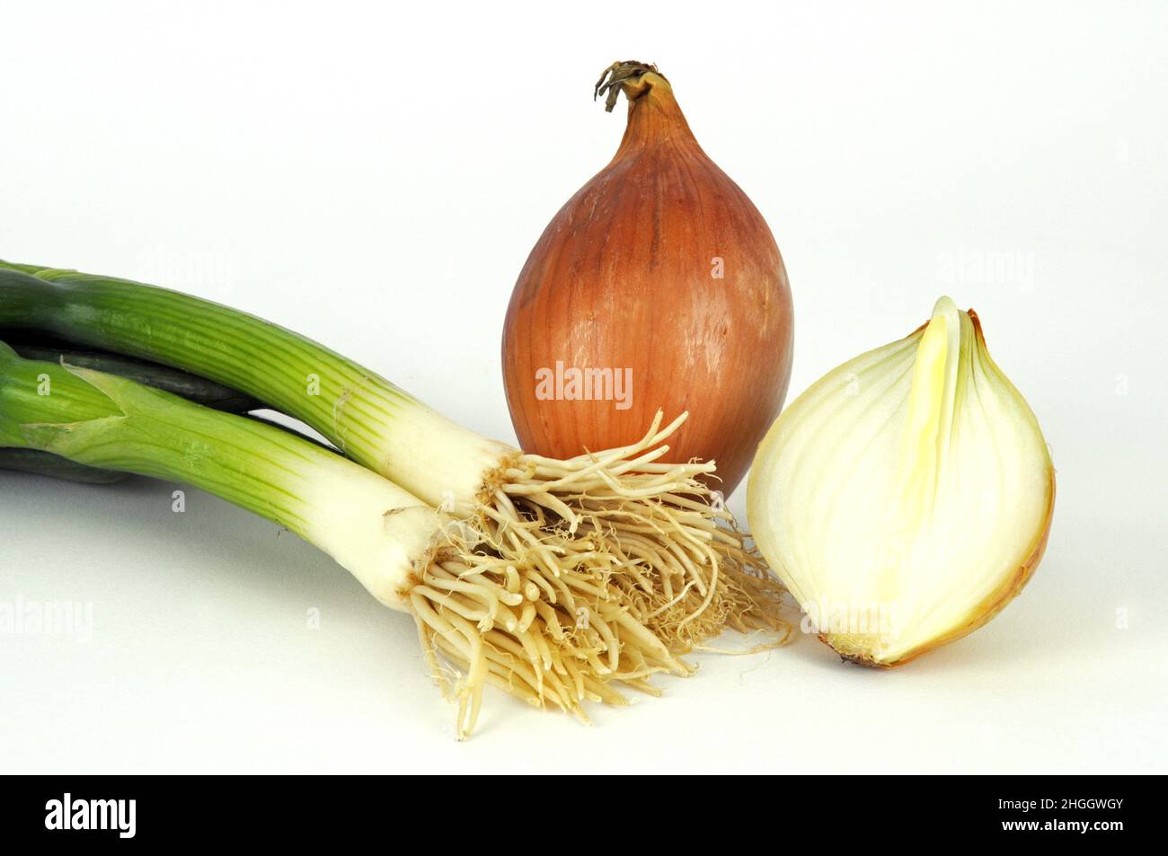 Cebolla de jardín, cebolla bulbo, cebolla común (Allium cepa), cebolla primaveral y cebolla Foto de stock
