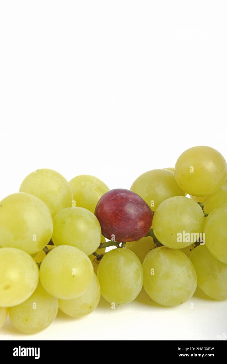 rojo entre uvas verdes, uvas génicas, imagen de símbolo, alimentos genéticamente modificados Foto de stock