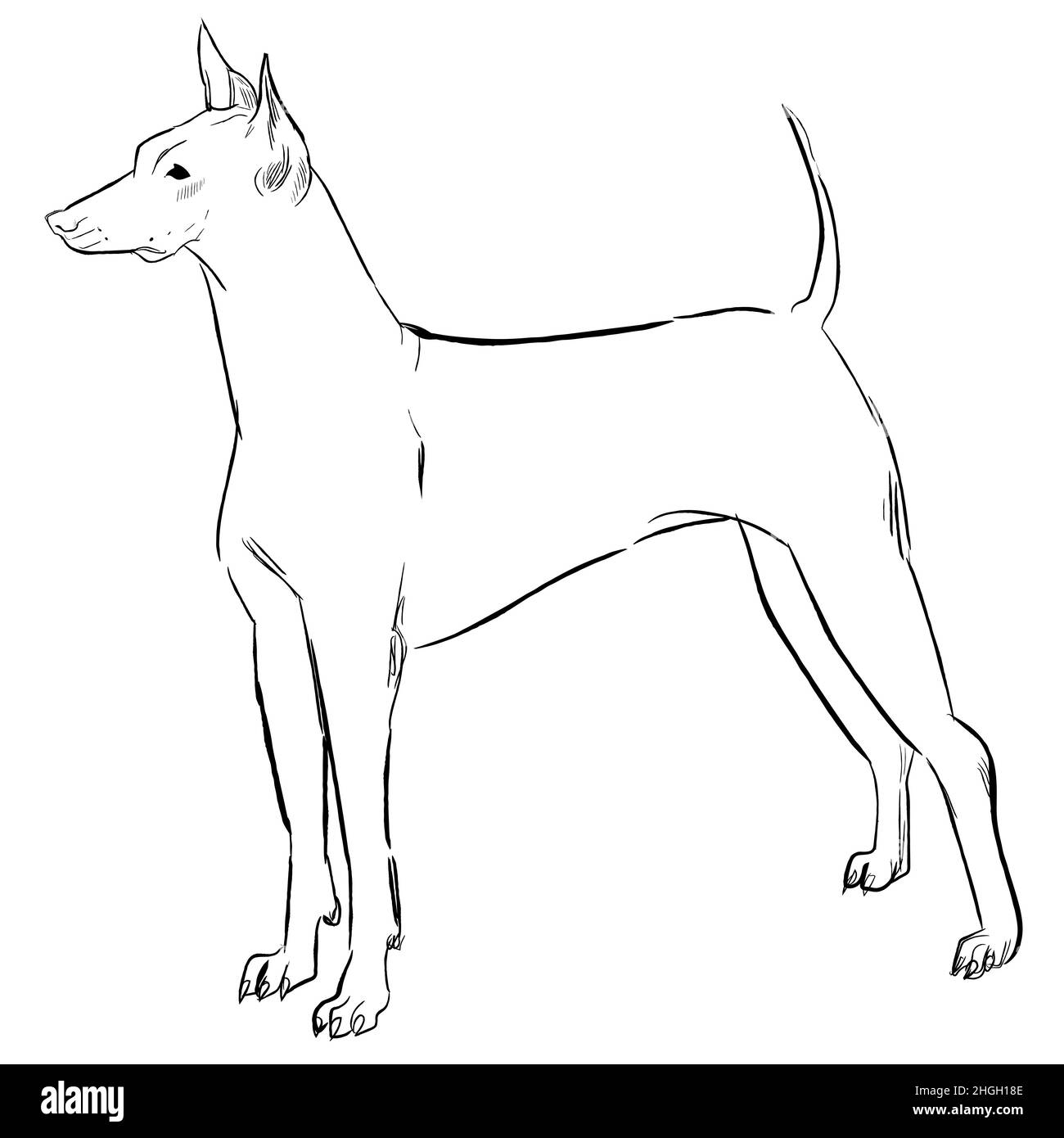 Perro xoloitzcuintle Imágenes vectoriales de stock - Alamy