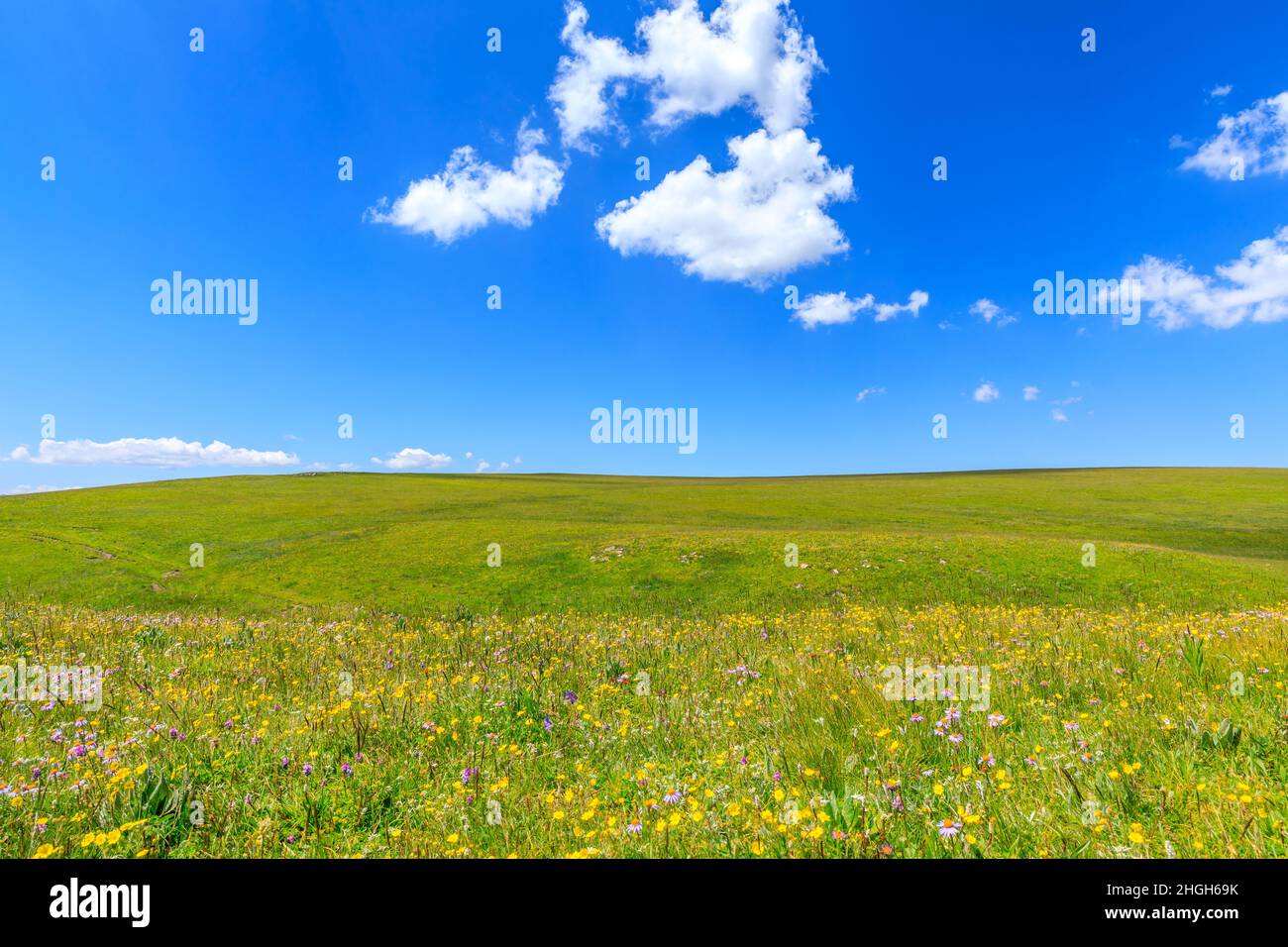 Hierba verde y cielo azul con fondo de nubes blancas. Foto de stock