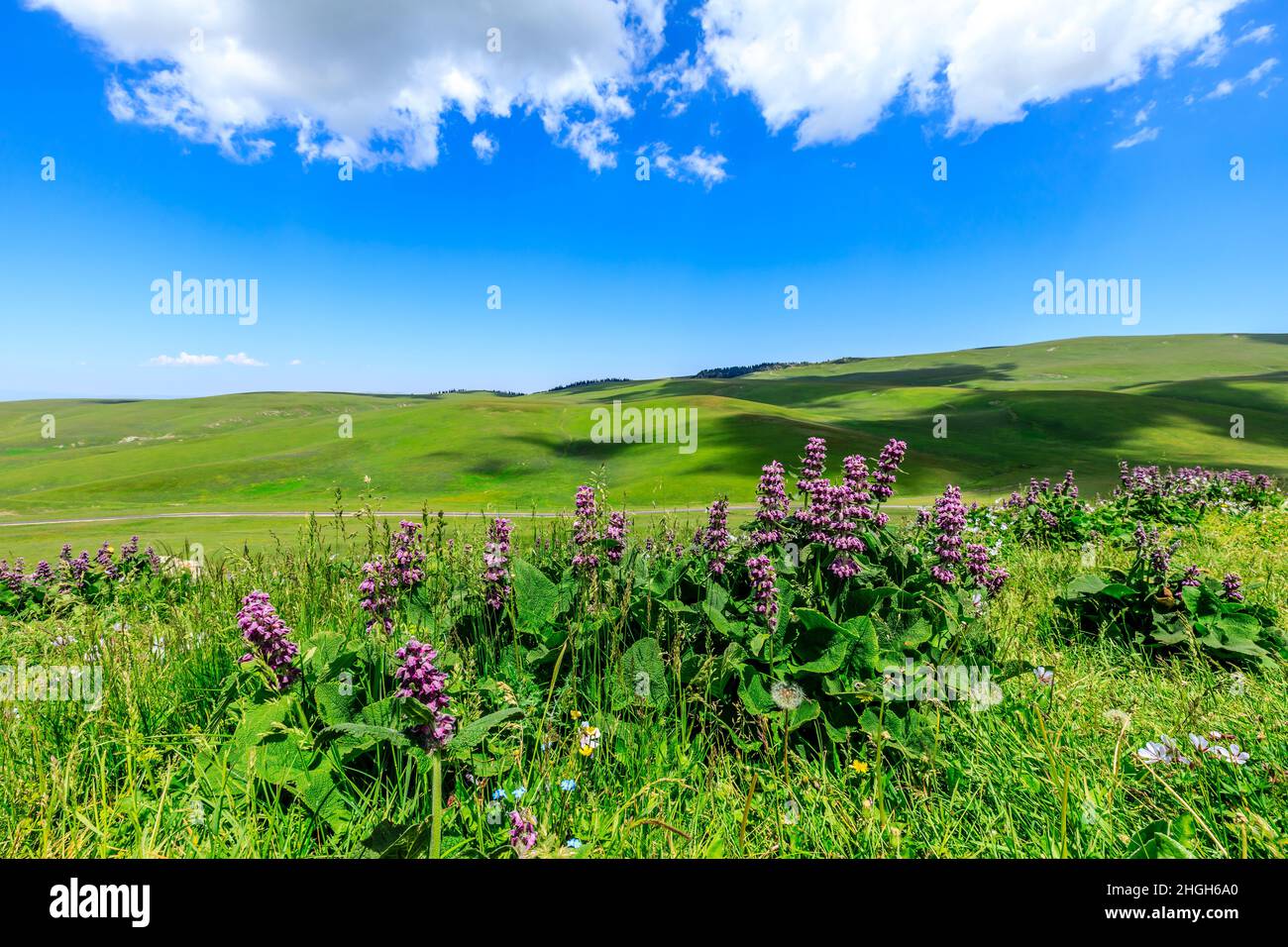 Hierba verde y cielo azul con fondo de nubes blancas. Foto de stock