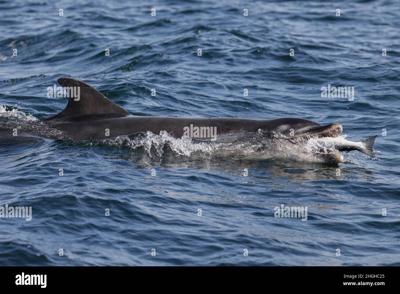 Un delfín de botella residente captura un salmón atlántico salvaje migratorio cerca de la costa de la Isla Negra, Moray Firth, Escocia y lo está tragando . Foto de stock