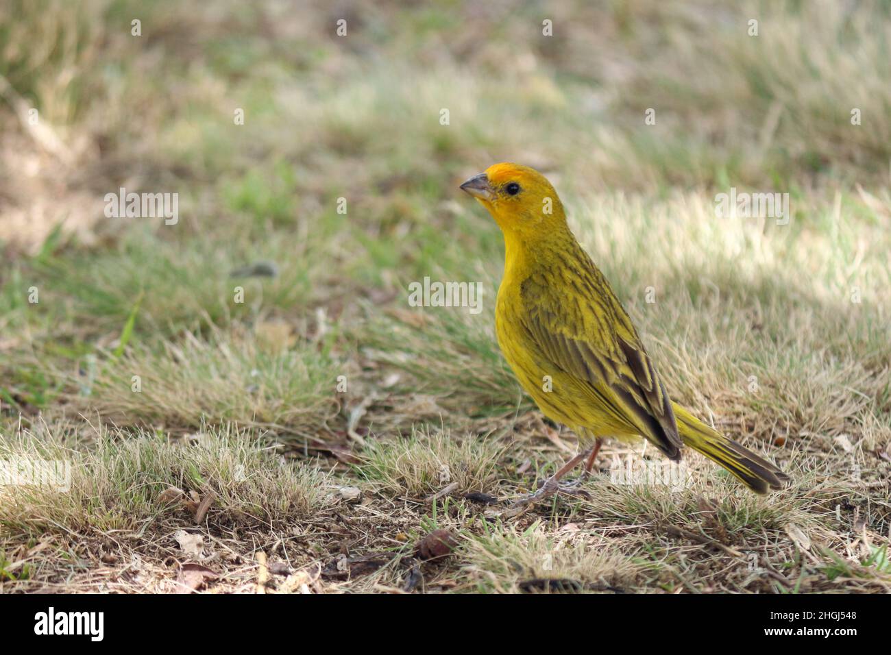 un encantador pájaro amarillo caminando en el césped cerca de los árboles. Representa la fauna ornitológica brasileña, siendo considerada el sym Foto de stock