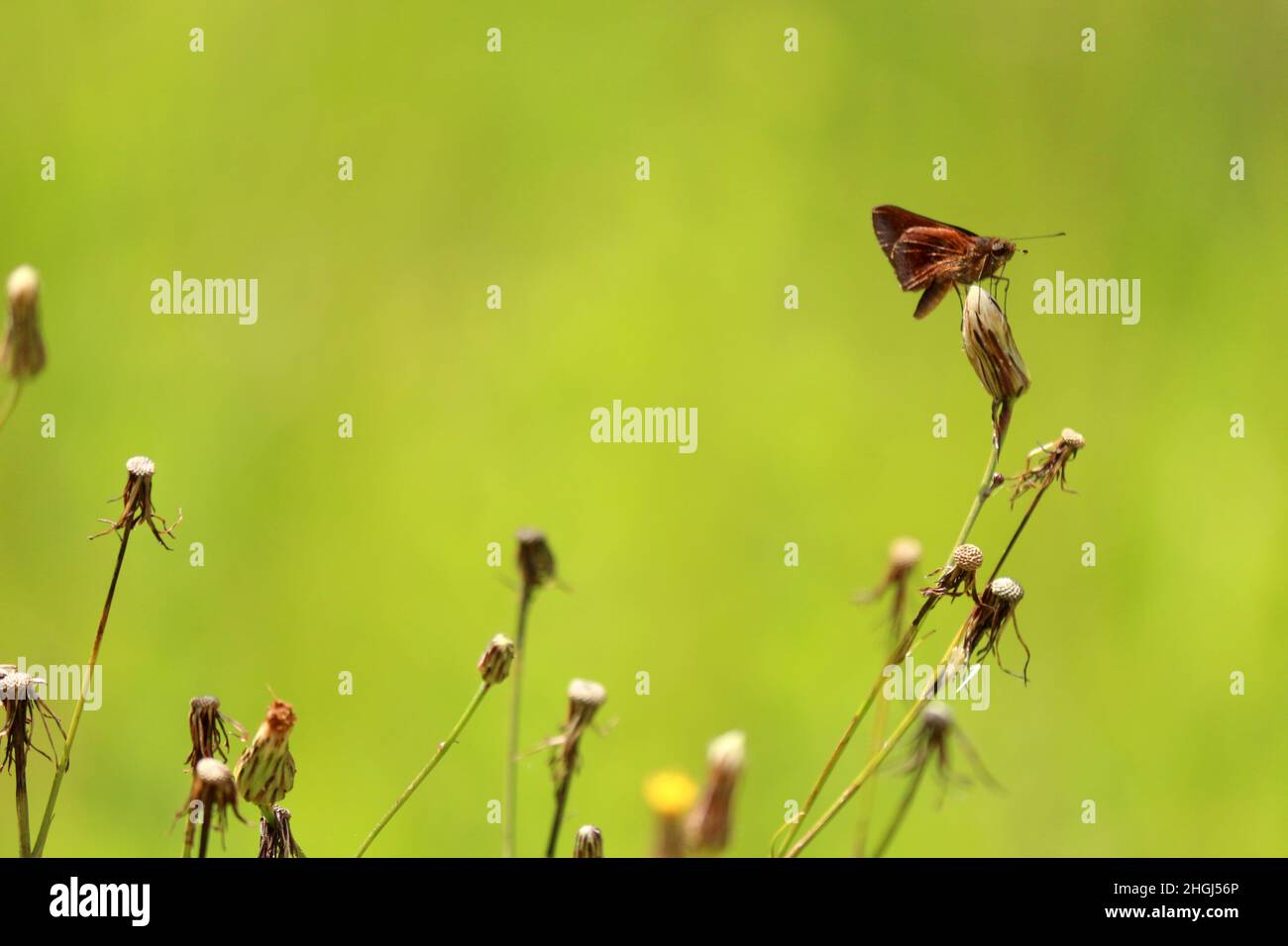 Mariposa, además de su exuberancia y belleza, el grupo es de gran importancia económica, son agentes polinizadores fundamentales para el dínamo Foto de stock