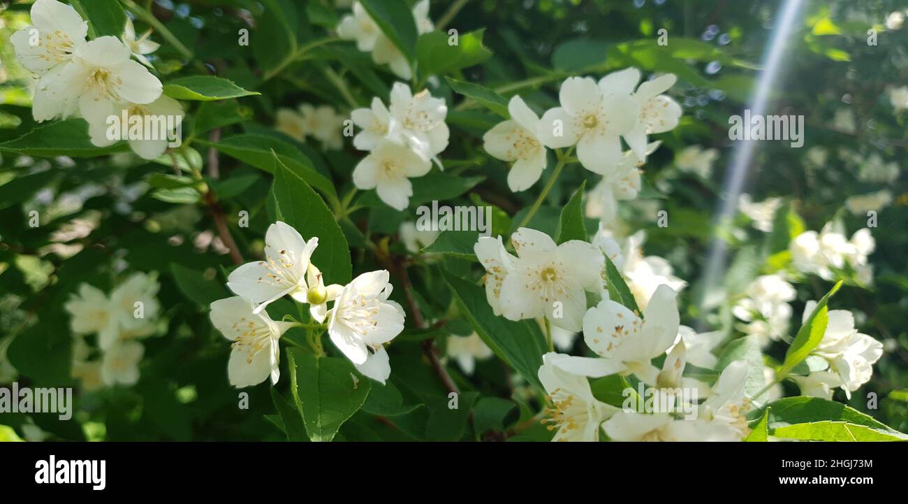 Flores de jazmín arbusto de jazmín en el jardín Fotografía de stock - Alamy