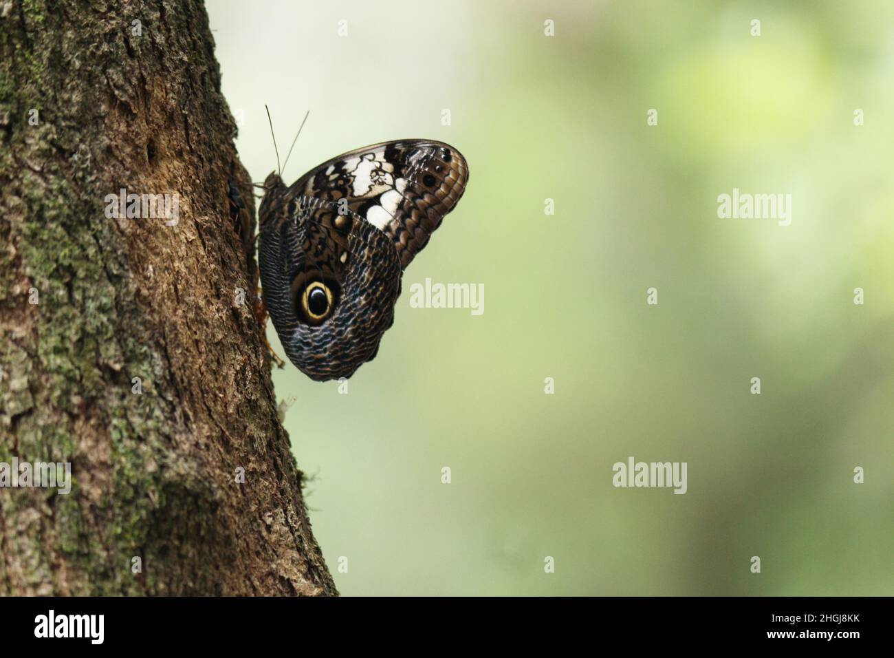 Mimetismo en la mariposa, además de su exuberancia y belleza, el grupo es de gran importancia económica, son agentes polinizadores fundamentales. Foto de stock