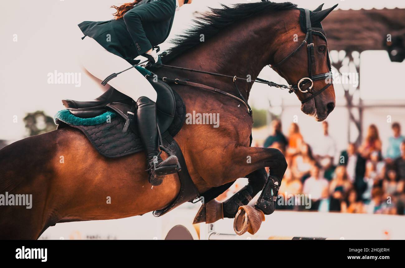 competidor y su caballo saltando en un concurso ecuestre Foto de stock
