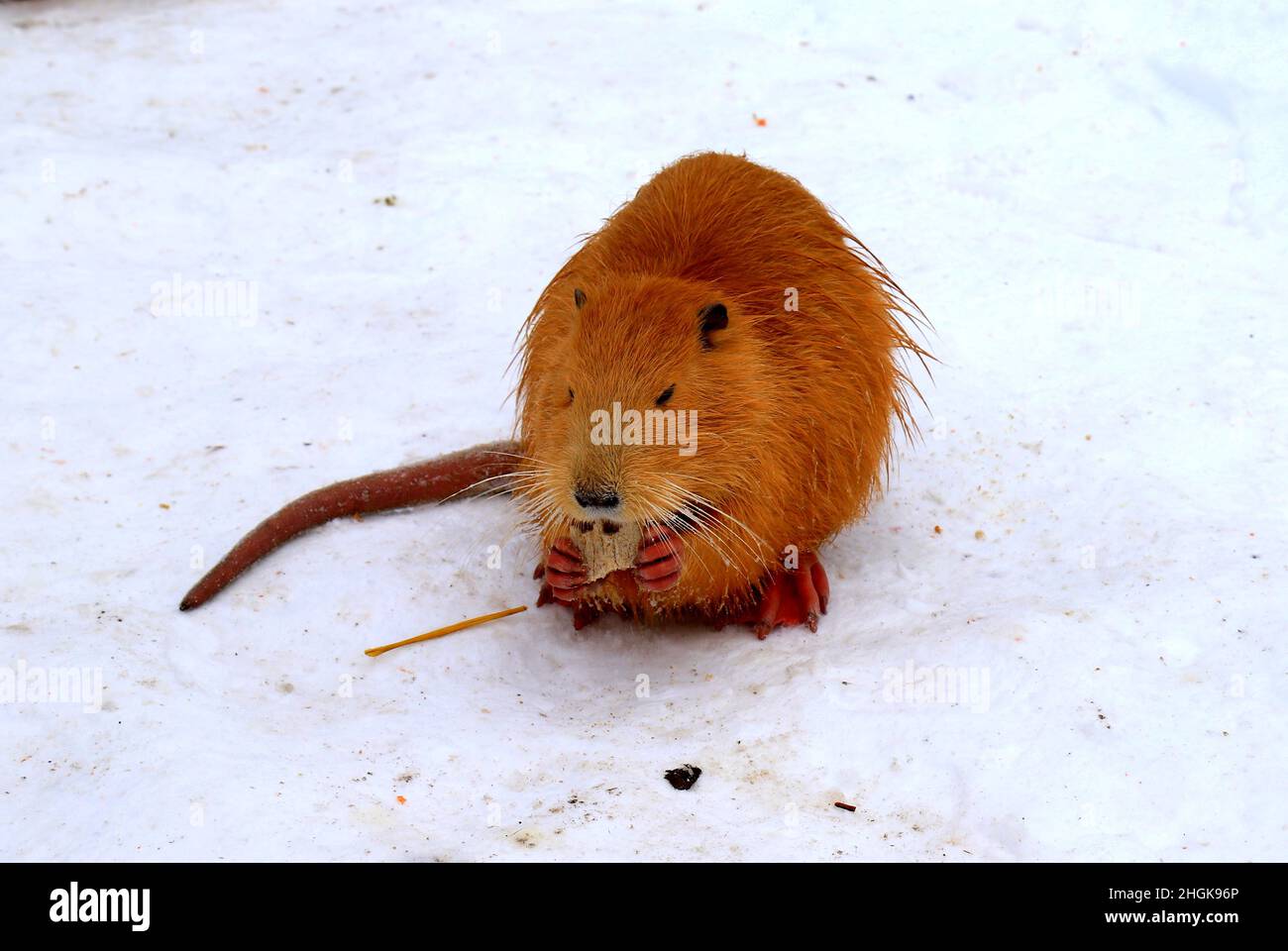 Nutria amarillo nutria castor de pantano comer en la nieve. Rata de agua, muskrat se sienta en la nieve en un parque zoológico de invierno granja forestal. Foto de stock