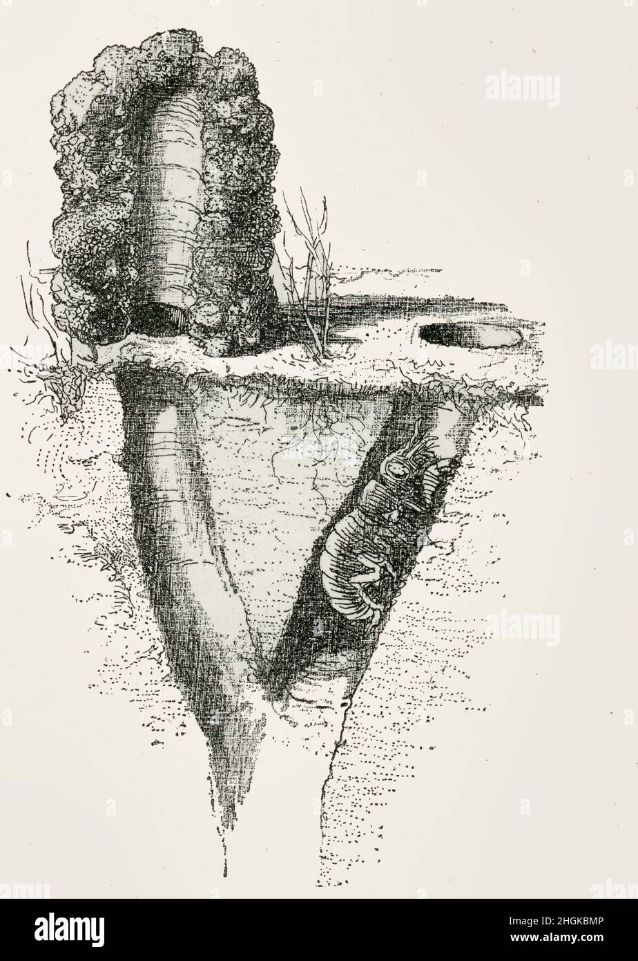 Vista seccional de Cicada Hut y Burrow, mostrando cruce e intermezcla de madriguera, dibujada alrededor de 1900 Foto de stock