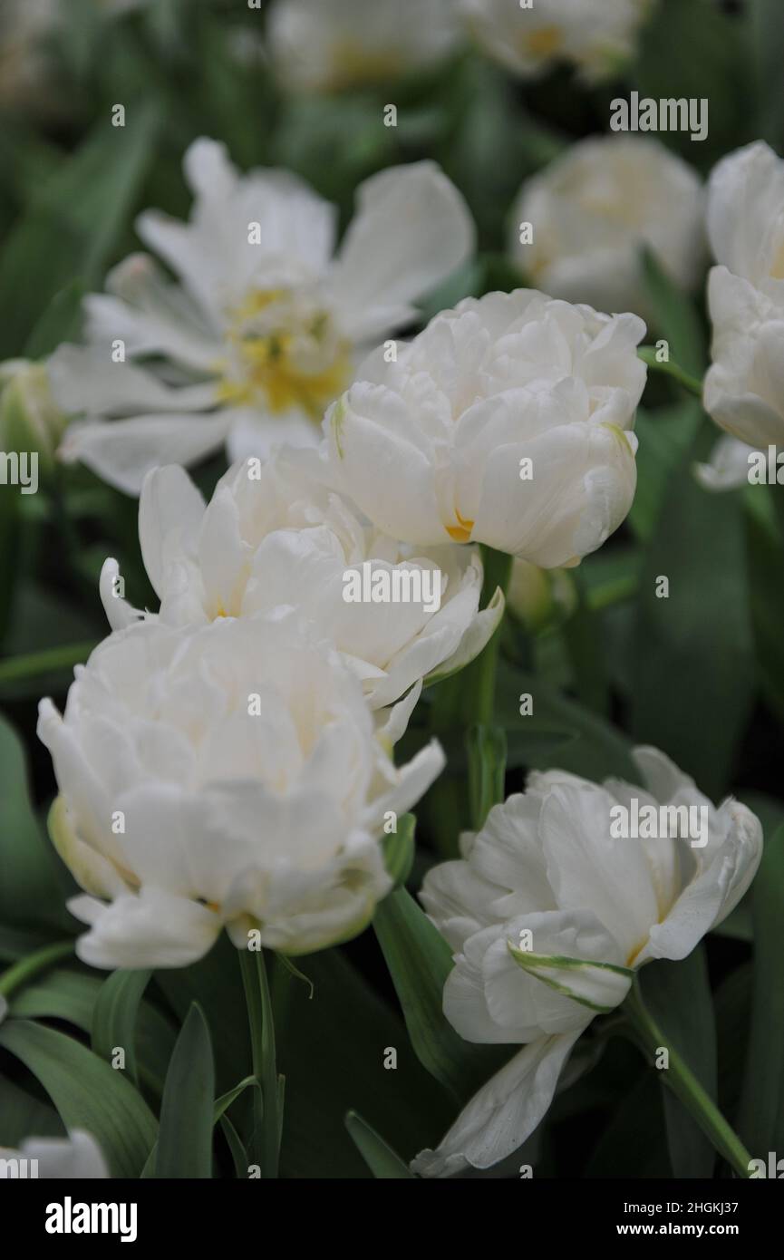 Tulipanes de flor de peonías blancas (Tulipa) Edad de Hielo florecen en un jardín en abril Foto de stock