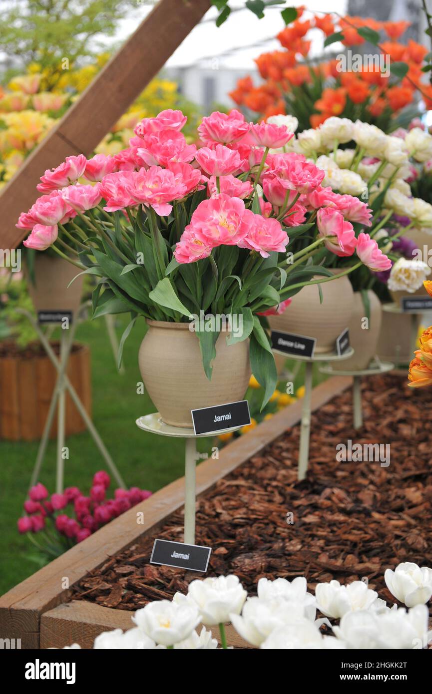 Ramo de hermosos tulipanes de peonías rosas sobre fondo gris. Vista de  primer plano Fotografía de stock - Alamy