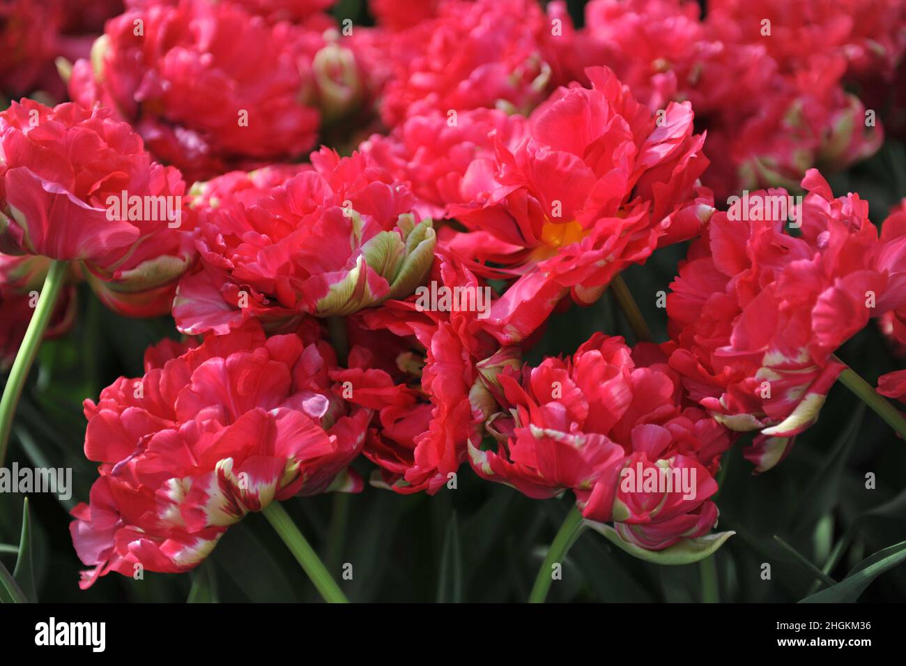 Tulipanes de flor de peonías rojas (Tulipa) Justina florece en un jardín en abril Foto de stock
