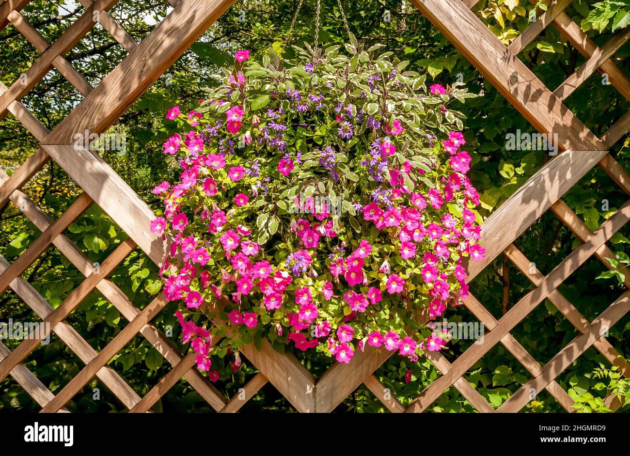 Flores púrpura en el marco de madera de fondo, decoración de jardín. Foto de stock