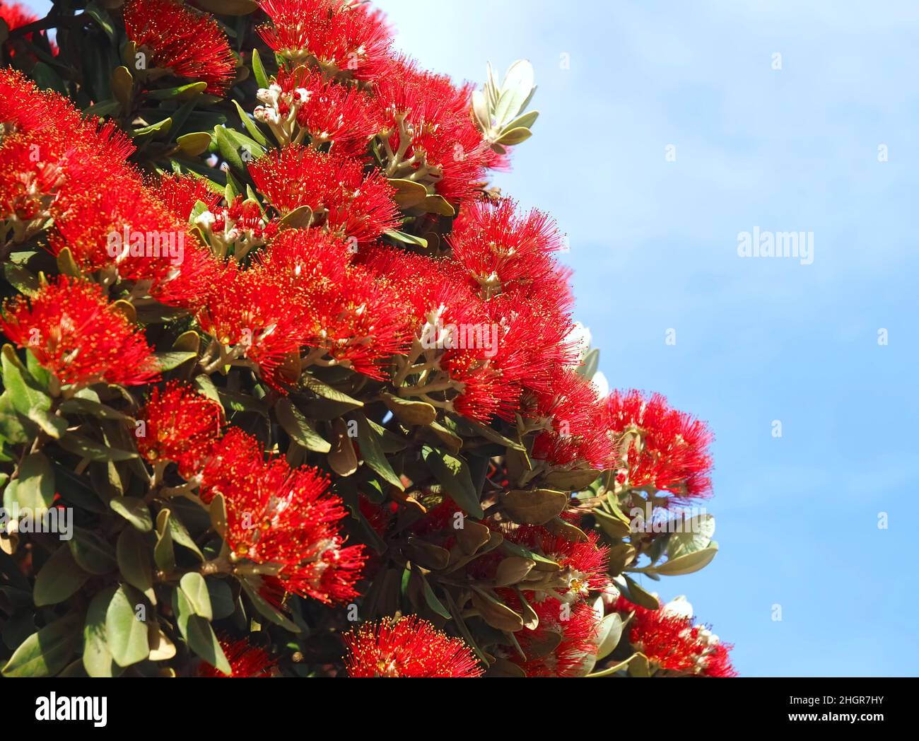 Puntas de ramas fotografías e imágenes de alta resolución - Página 5 - Alamy