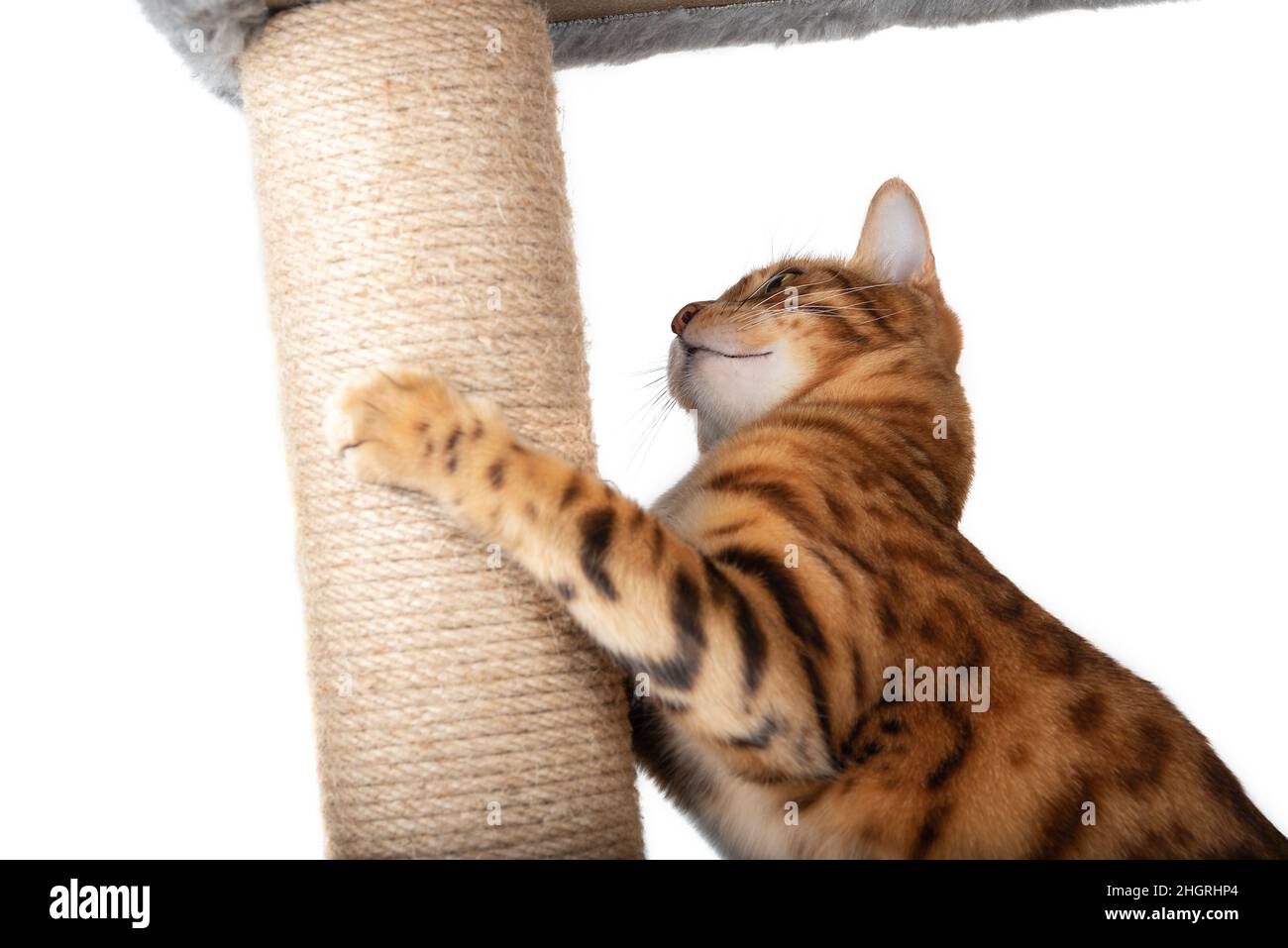 Un gato bengal sostiene un poste de la garra de los gatos con sus patas  sobre fondo blanco Fotografía de stock - Alamy
