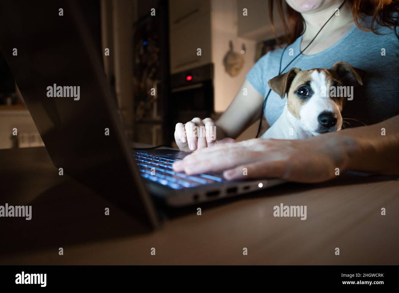 Mujer sin rostro estudiando en un ordenador portátil. Una mujer freelancer que se prepara trabaja desde casa en la cocina tarde en la noche. Cachorro Jack Russell Terrier Foto de stock