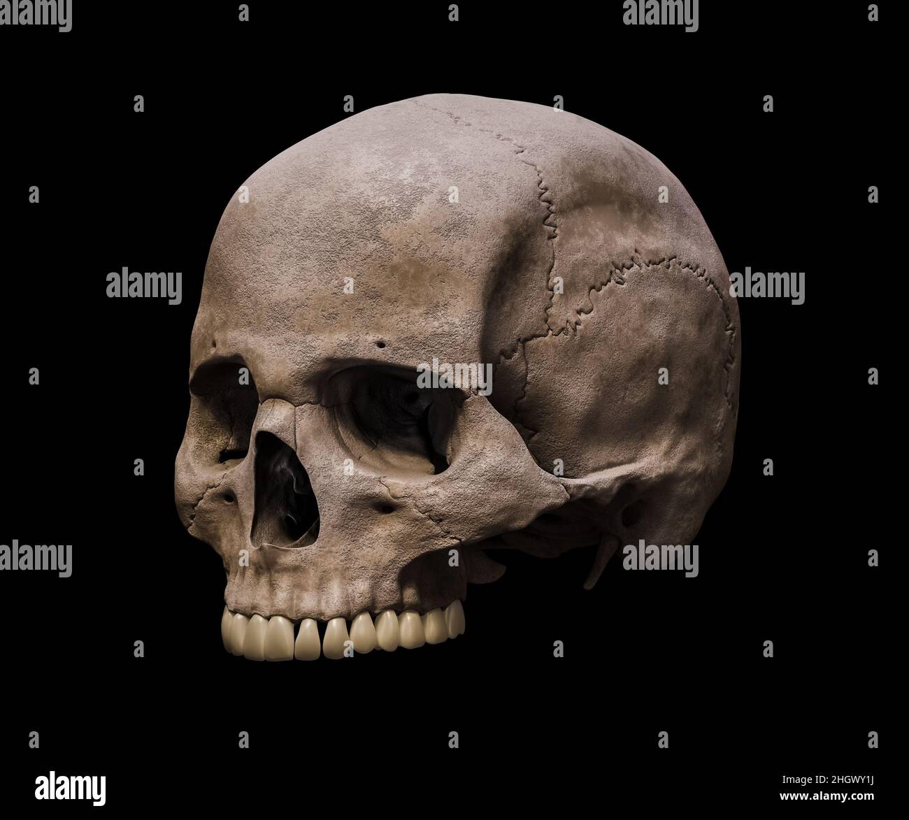 Parte superior de un cráneo homo sapiens anatómicamente preciso en una vista de perfil de tres cuartos aislada sobre fondo negro 3D que representa la ilustración. Humano Foto de stock