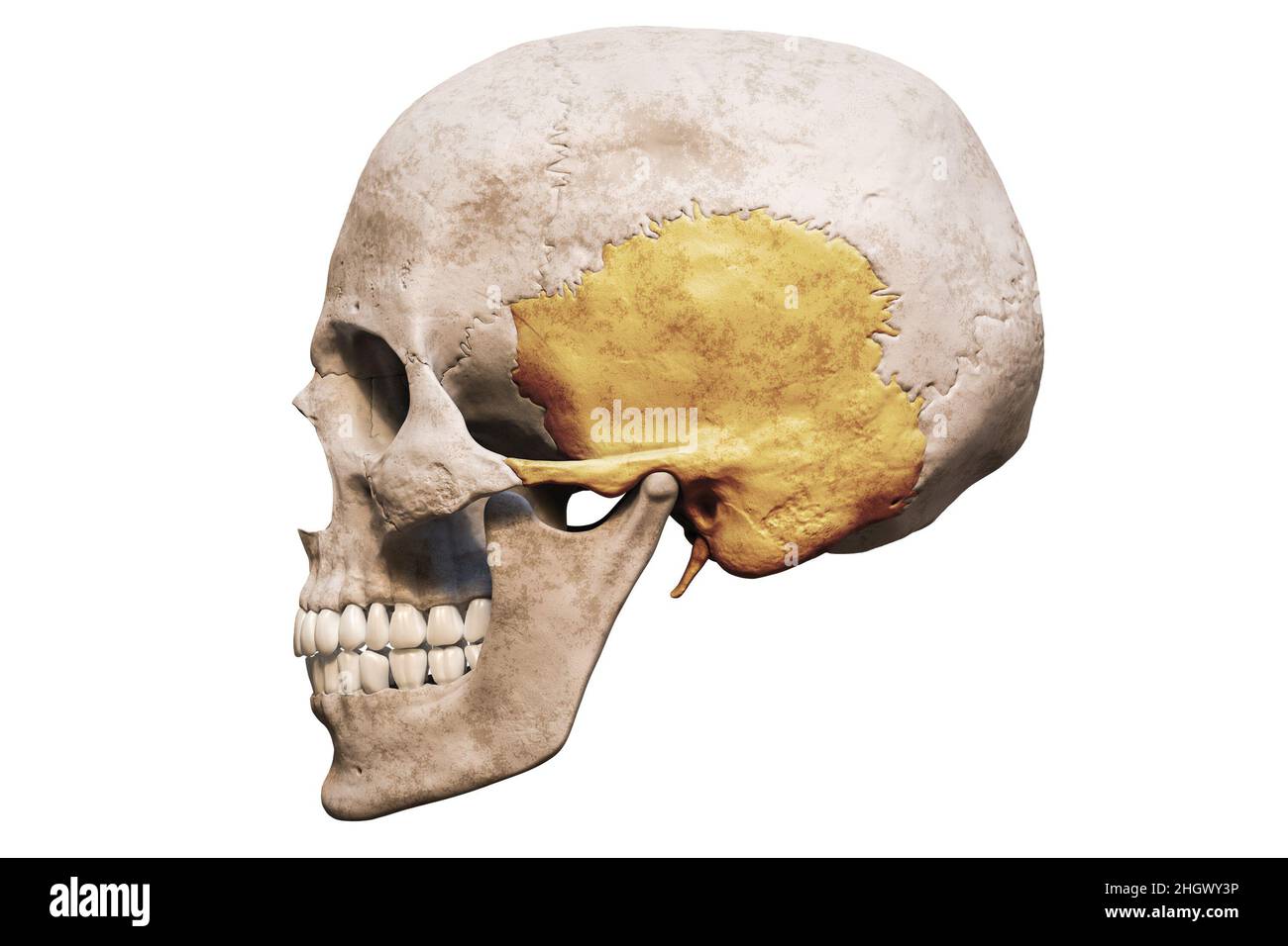 Cráneo masculino humano anatómicamente preciso con vista lateral ósea temporal coloreada o vista de perfil aislada sobre fondo blanco con representación de espacio de copia 3D Foto de stock