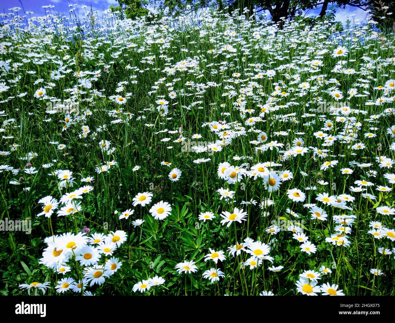 Campo de flores silvestres de Nueva Inglaterra en primavera Foto de stock