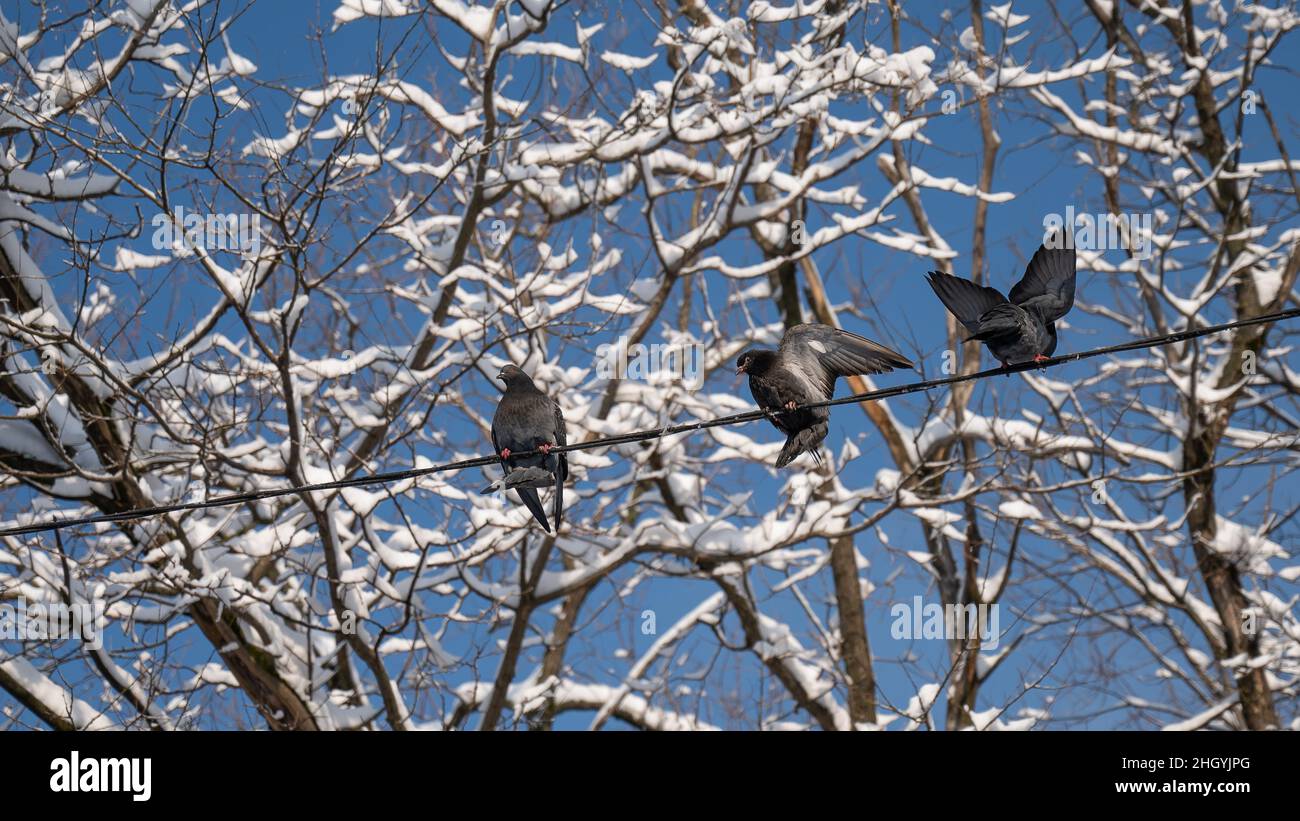 Las palomas se sientan en los cables en invierno contra el cielo azul. Foto de stock