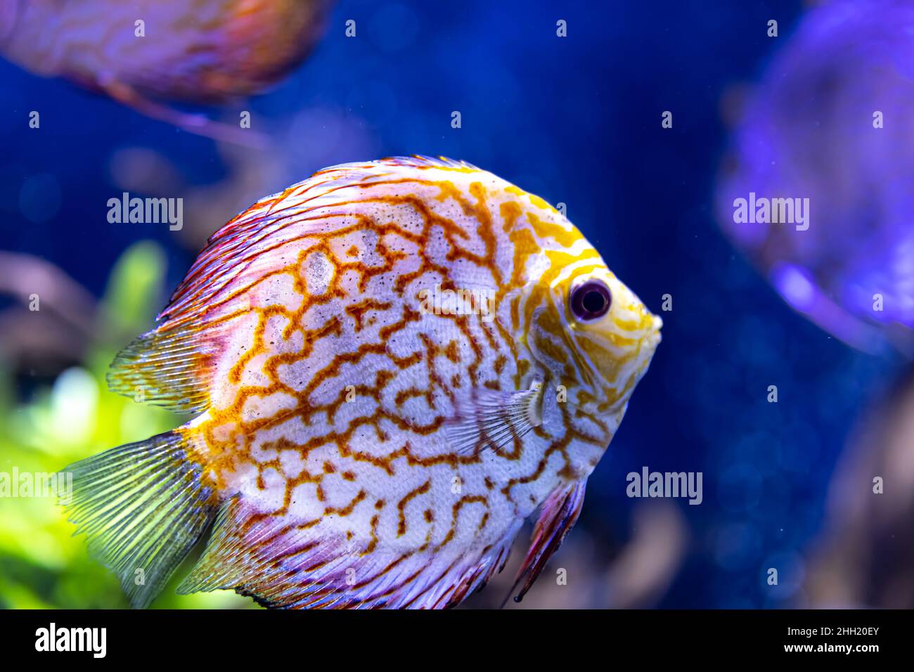 Primer plano de peces exóticos en el acuario Fotografía de stock - Alamy