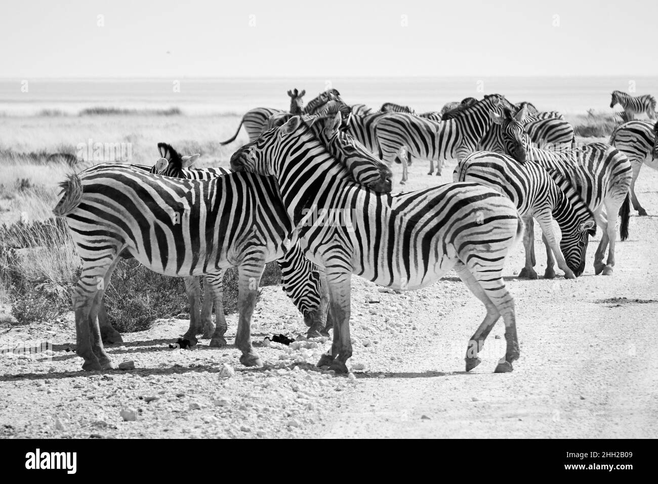 Gran manada de Llanuras Zebras (Equus quagga) en el Parque Nacional Etosha, Namibia, África Foto de stock