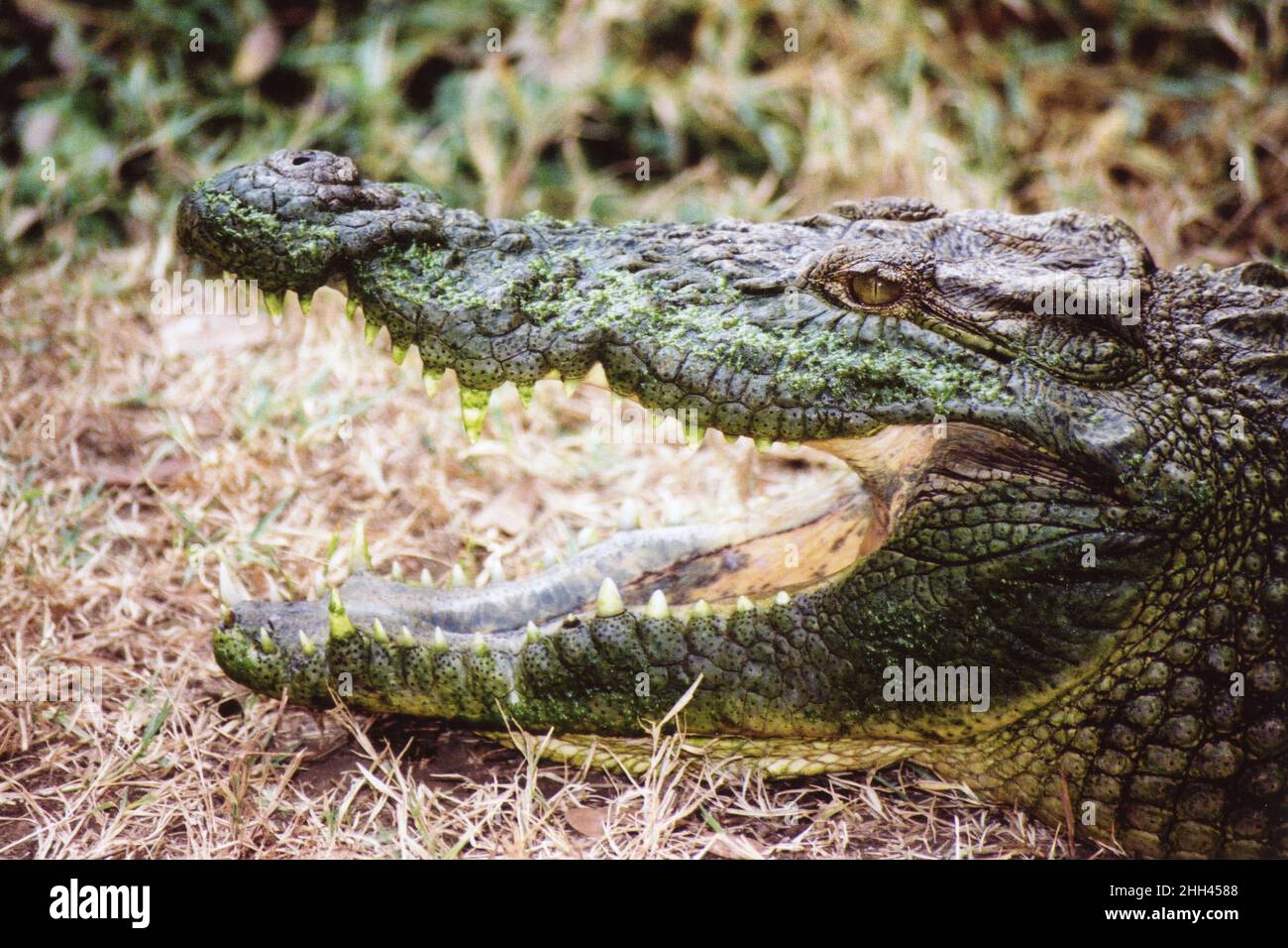 Primer plano de la mandíbula abierta de un cocodrilo del Nilo Crocodylus niloticus, Tanzania, África Foto de stock