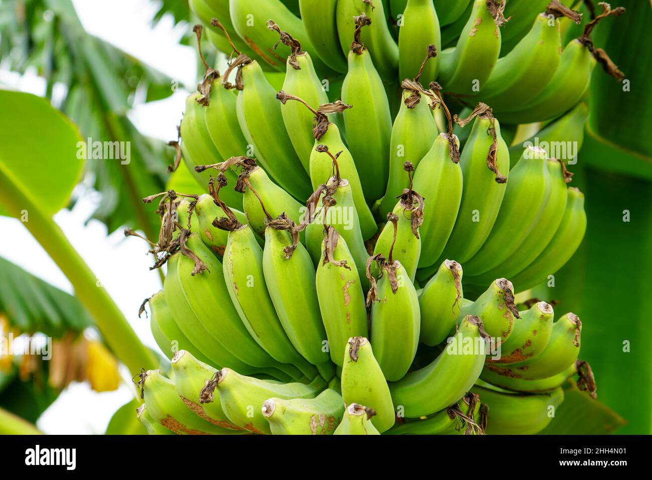 Los plátanos y su fruta verde prosperan. Un plátano es una fruta Los plátanos y su fruta verde prosperan. Un plátano es una fruta
