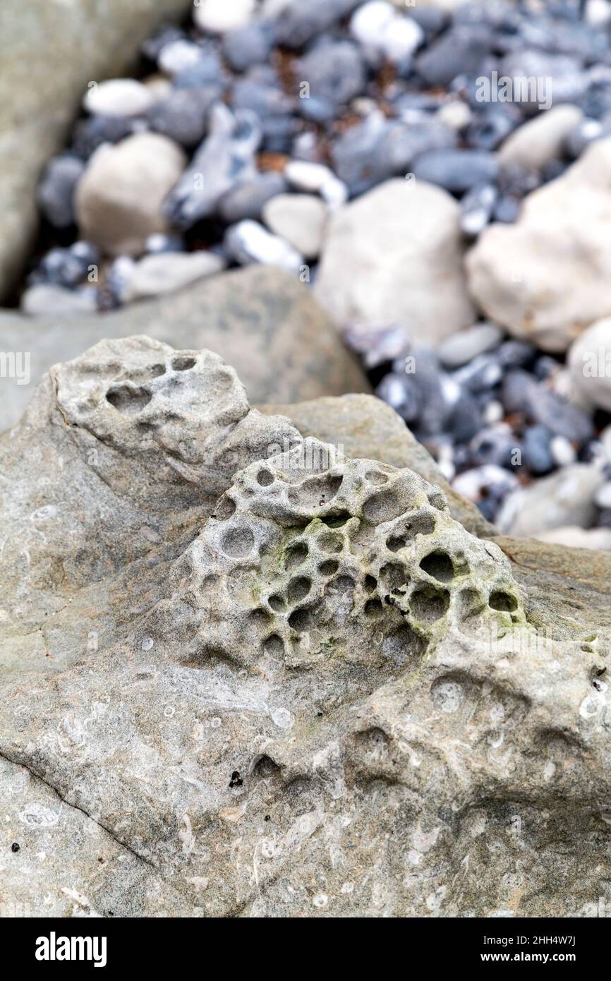Fósiles de esponja marina en una roca en Beachy Head, Eastbourne, Reino Unido Foto de stock
