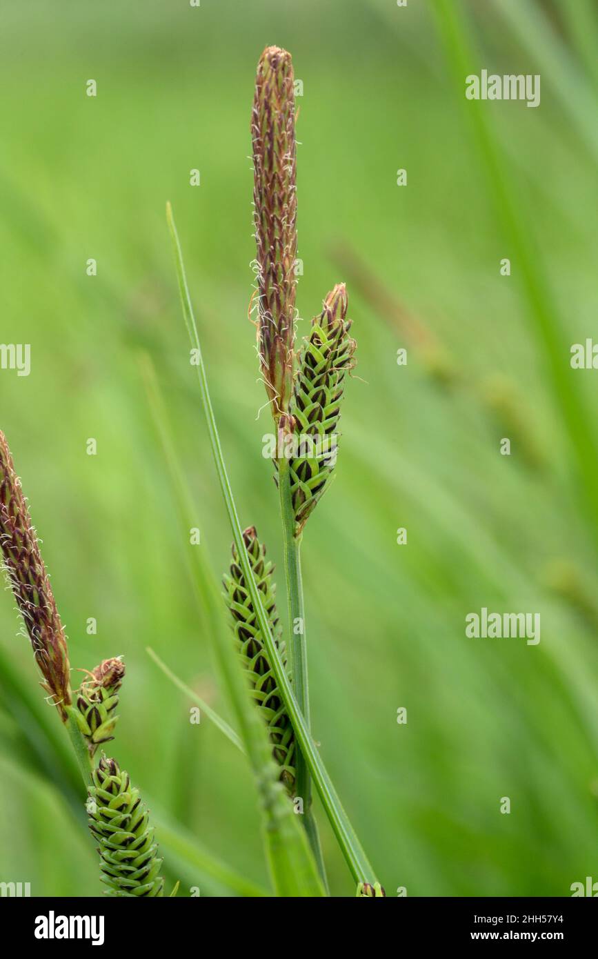 Tufted-sedge, Carex elata Foto de stock