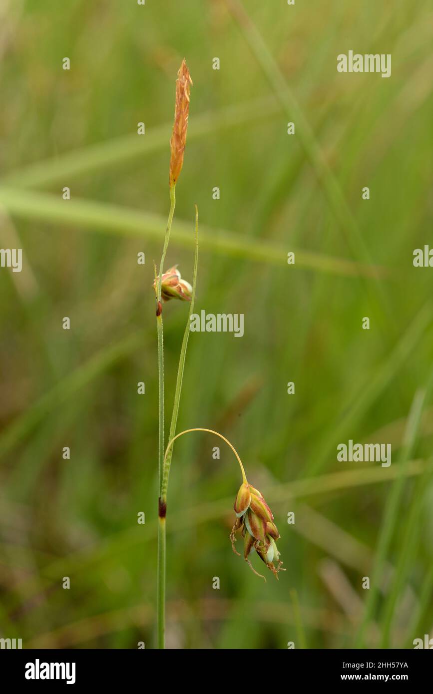 Pantano, Carex limosa Foto de stock