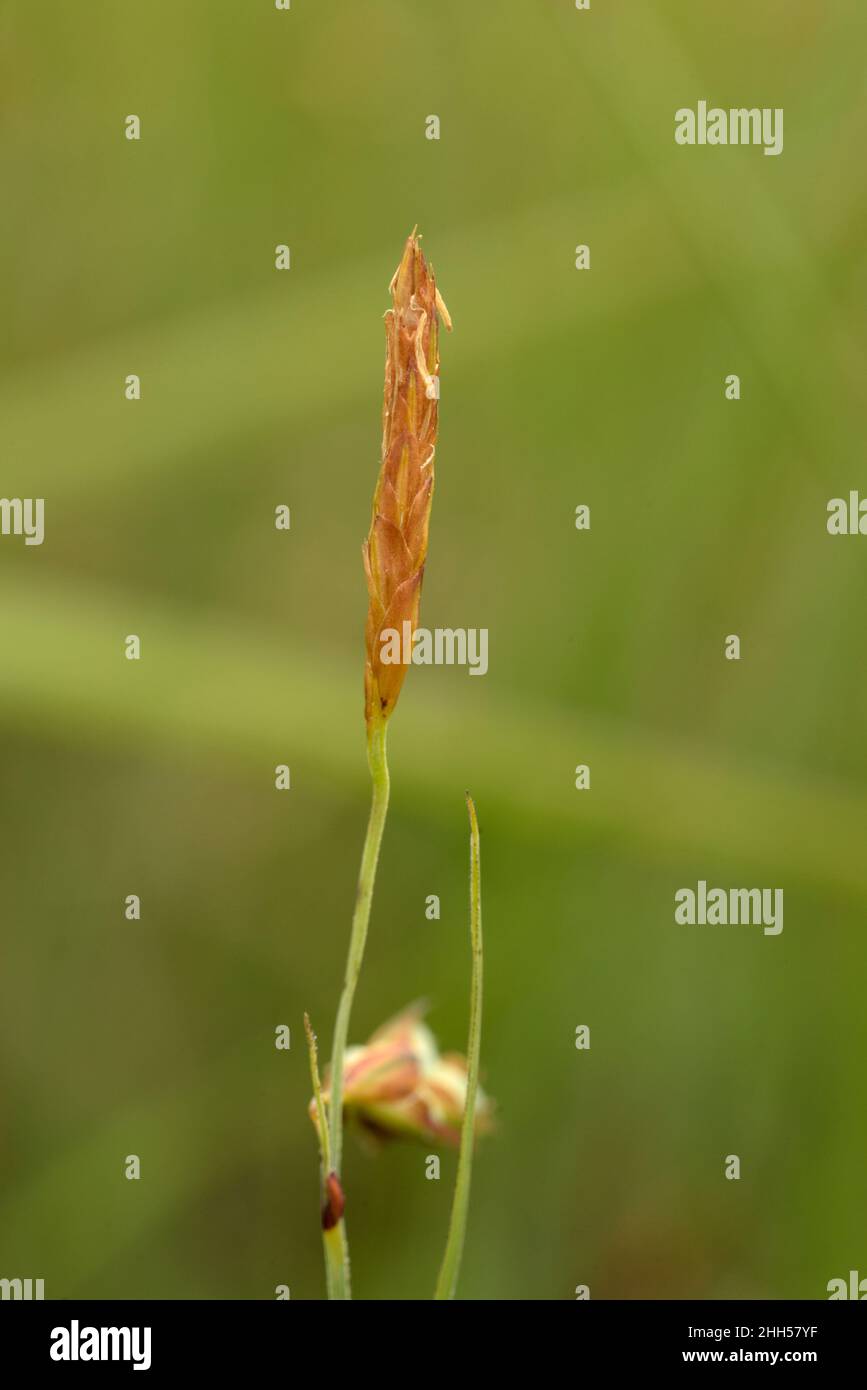 Bog-sedge, Carex limosa, Spike macho Foto de stock