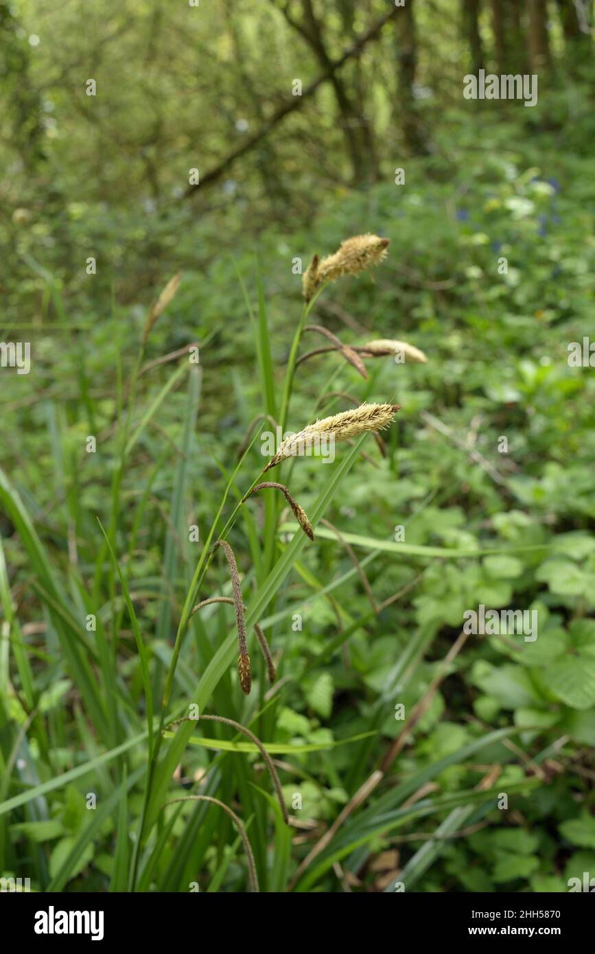 Canto pendular, péndula de Carex Foto de stock