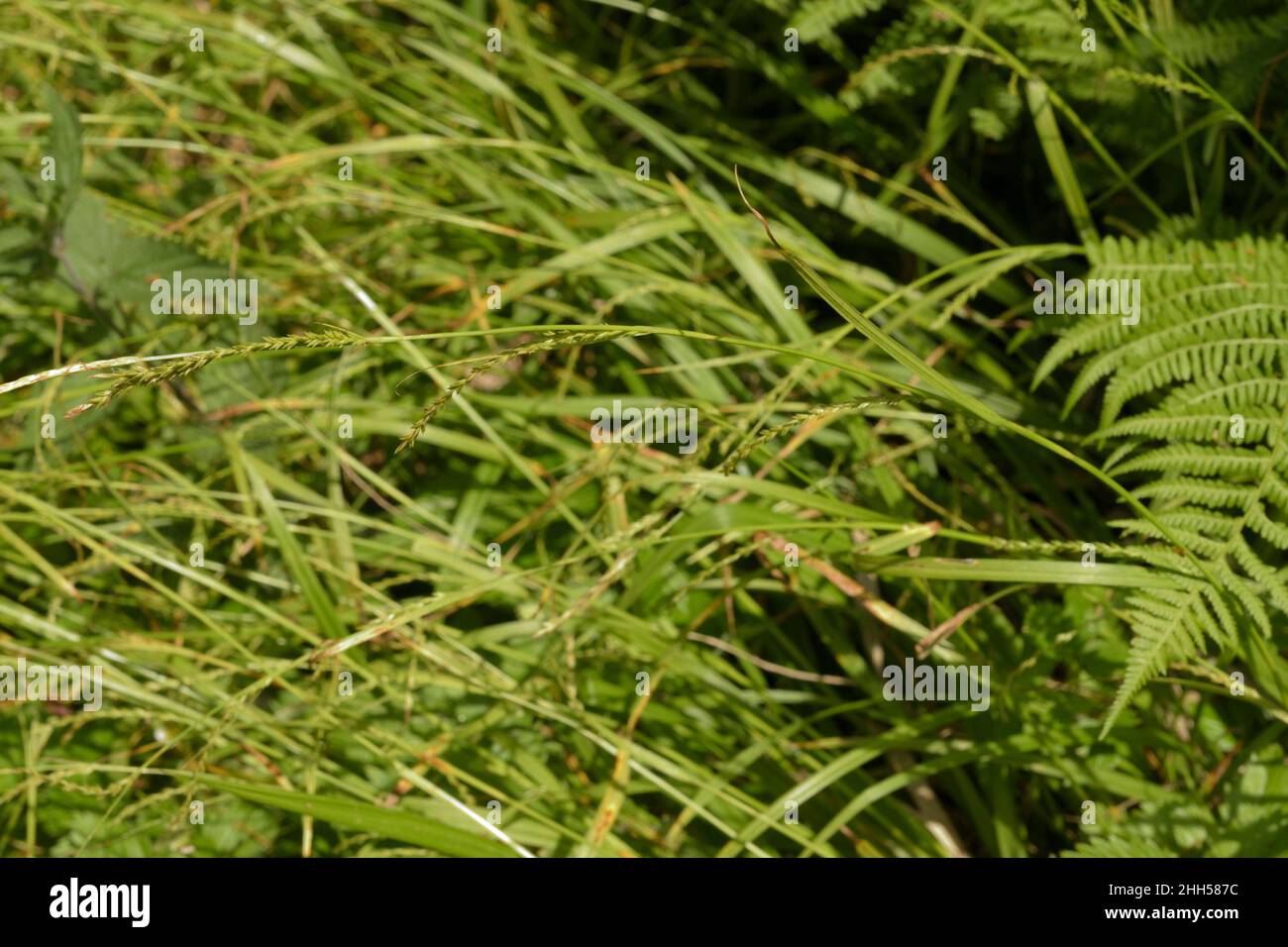 Sedge de madera de punta fina, strigosa Carex Foto de stock