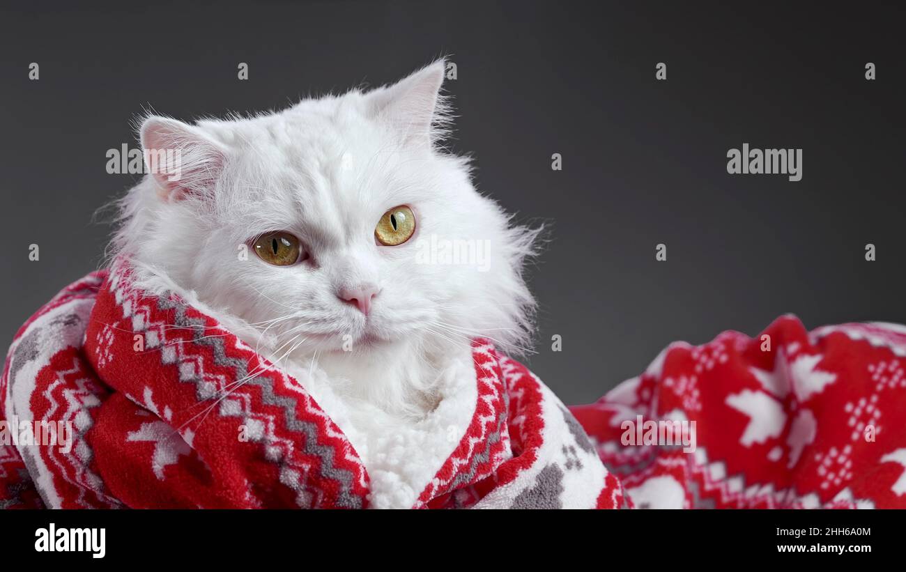 Retrato de gato blanco esponjoso con gracioso sonrisa grimace. Feliz  decoración de Navidad y cuadros ornamentos rojos. Año nuevo, mascotas,  animales concepto meme Fotografía de stock - Alamy