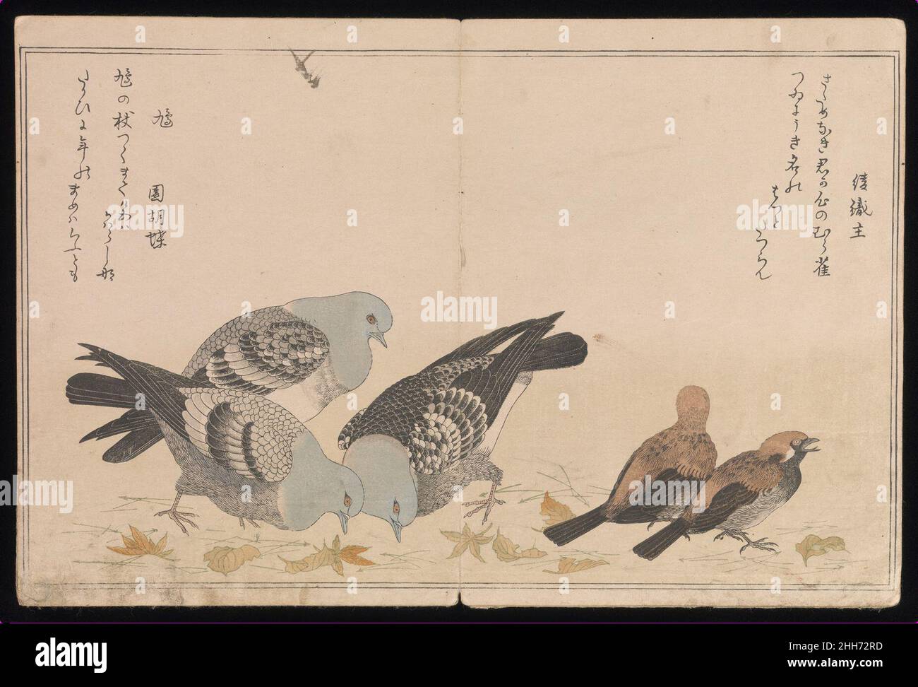 Myriad Birds:A juguetón Concurso de Poesía (Momo chidori ky?ka-awase), 2 vols. 1790 Kitagawa Utamaro Japanese Cada una de las ilustraciones de doble página de este libro representa dos especies aviares acompañadas por un par de poemas de amor juguetones escritos en la “voz” del ave respectiva. Los poemas son ky?ka (literalmente, “verso loco”), o verso lúdico de luz escrito en cinco líneas de 7-7-7-5-5 sílabas respectivamente.Japanese Grosbeak (Mamemawashi, “Bean-turner”) Shinobu no ni irazaru kuchi no mamemawashi tsui saezurite na ya morasuMi amor es “un asunto de ave”, pero no es un asunto secreto, pero no es un ave Foto de stock