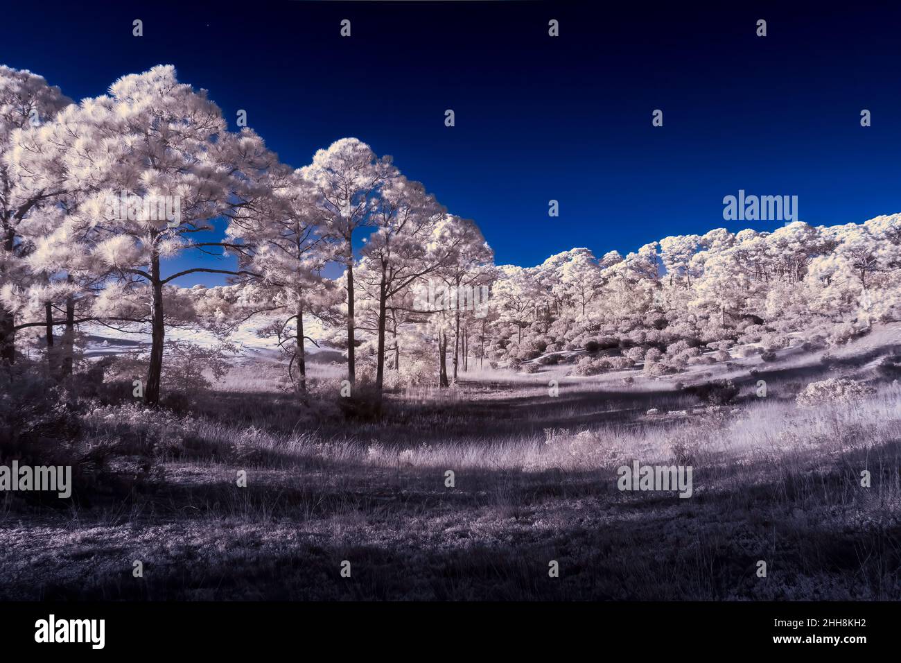 La fotografía infrarroja hace que los árboles brillen IR720 Foto de stock
