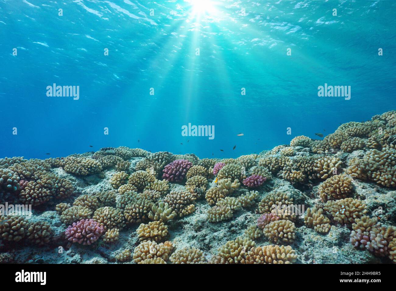 Arrecife de coral y luz del sol bajo el océano, Pacífico sur, Polinesia Francesa Foto de stock