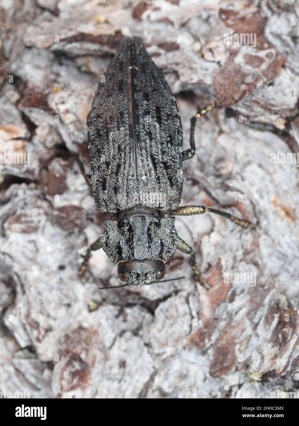 Escarabajo de borer de madera metálica, posiblemente Dicerca divarata Foto de stock