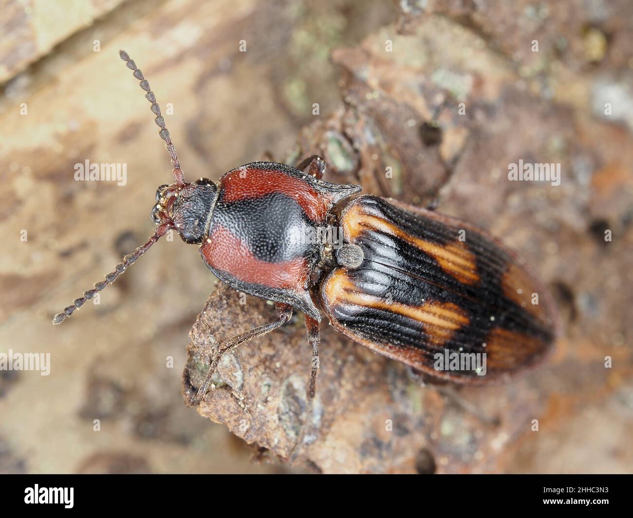Haga clic en el escarabajo identificado como Selatosomus festivus Foto de stock