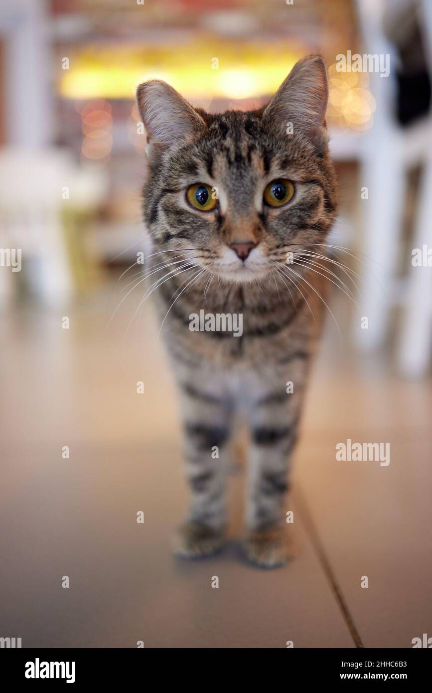 Gato con rayas, gato europeo, en hermoso apartamento Foto de stock