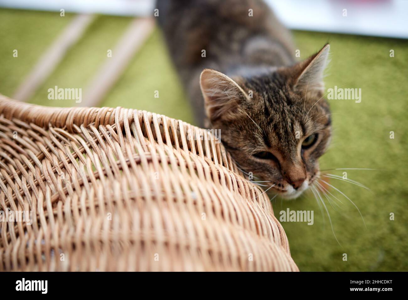 Gato con rayas, gato europeo, en hermoso apartamento Foto de stock