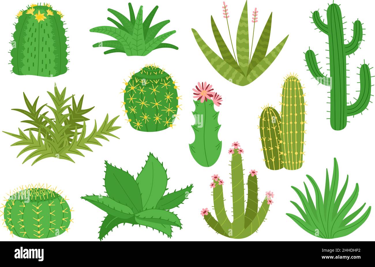 Colección de cactus. Plantas de cactus, aisladas suculentas decorativas del  desierto mexicano para la jardinería casera. Dibujos animados casa  elementos de jardín con flores, decente Imagen Vector de stock - Alamy