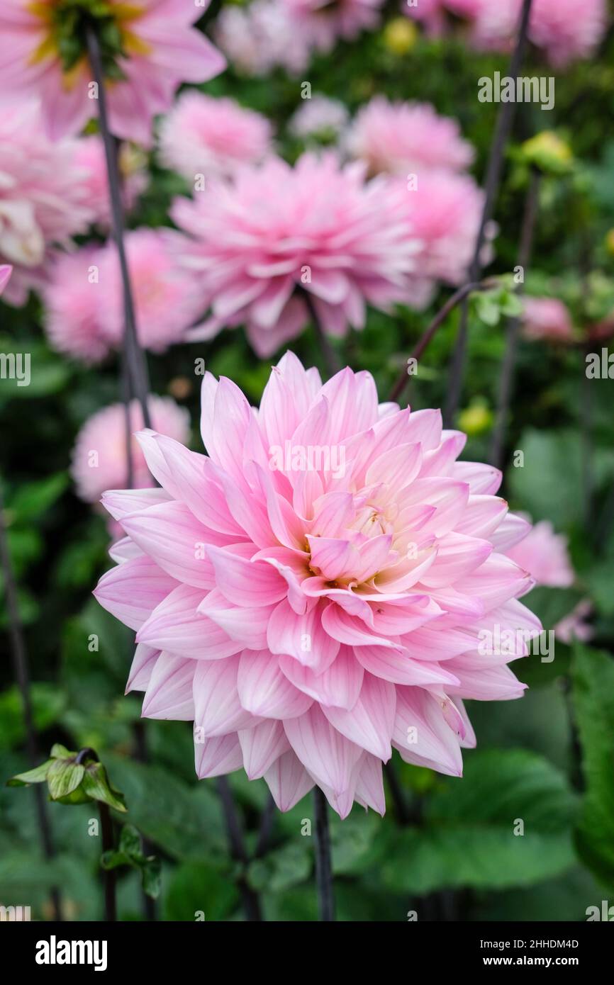 Dahlia 'Melody Harmony'. Flores decorativas, lila pálida con un centro blanco cremoso Foto de stock